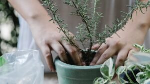 Container Gardening Ideas: Elevate Your Space with Creative Ideas